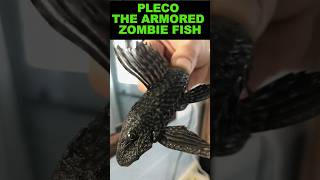 Pleco  The Armored Zombie Fish [upl. by Seraphine]