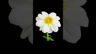 Watch Natures Miracle TimeLapse of a Flower Blooming in Stunning Detail [upl. by Luhem449]