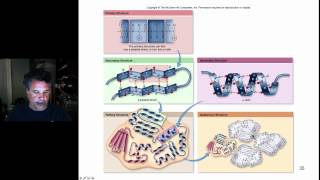 Cinelecture 17  Protein Structure continued [upl. by Laekcim407]