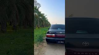 Dates farm 😻 NAQVI VLOGS [upl. by Ahsinyt]