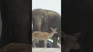 Elephant 🐘 video  shorts [upl. by Kared705]