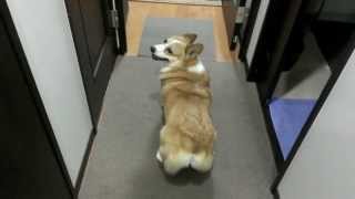 CORGI TWERKING TO THE BUBBLE BUTT SONG quotDWERKINGquot [upl. by Atikel959]