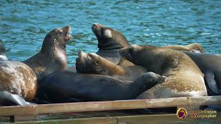 Bickering California Sea Lions in Whytecliff Park  4K [upl. by Werra]