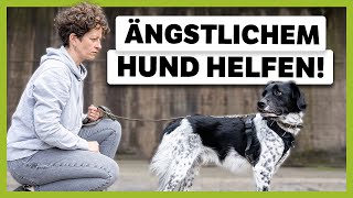 EFFEKTIVE Methode um die ANGST deines Hundes zu überwinden [upl. by Smiley]