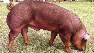 Duroc Pigs  WellMuscled Calm Temperament [upl. by Nilla]