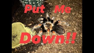 Brachypelma Baumgarteni Tarantula Handling [upl. by Rhu]