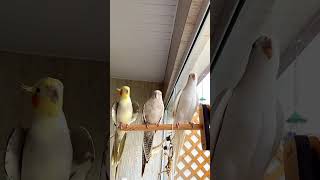 Hilarious Cockatiels Singing in Perfect Harmony  Cockatiels Craze [upl. by Esinrahc]