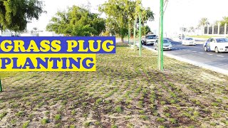 HOW TO PLANT GRASS PLUG  Seashore Paspalum vaginatum Grass [upl. by Gilliette]