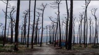 Un an après les incendies en Gironde les estivants sont au rendezvous avec un paysage marqué [upl. by Bray132]