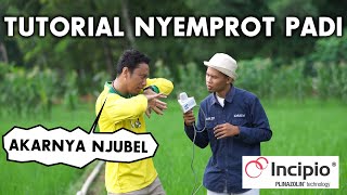 TUTORIAL NYEMPROT PADI bersama tombro widodo x SYNGENTA [upl. by Marigolde]