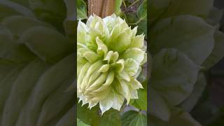 Clematis Plant Ready to Burst 🎶🪩 garden plants flowers short [upl. by Crescint98]