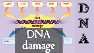 DNA damage and repair  DNA damage response [upl. by Orapma]