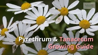 Pyrethrum and Tanacetum Growing Guide Painted Daisy by GardenersHQ [upl. by Edmund192]