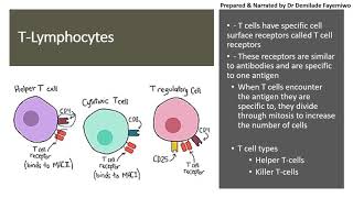 Chapter 112 Immunity  Lymphocytes [upl. by Atinauq]