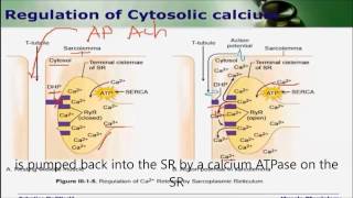 Regulation of cytosolic calcium [upl. by Aliakim464]