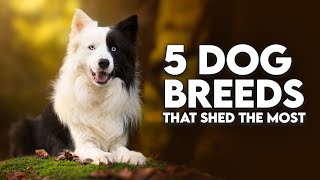 Top 5 Dog Breeds That Shed the Most [upl. by Wiener]