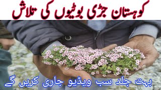 کوہستان جڑی بوٹیوں کی تلاش  Exploring Kohistan Herbs [upl. by Nylirek]