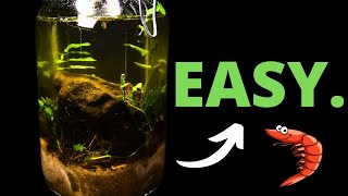 HOW To Make Your Own Ecosystem In a Jar [upl. by Leasia]