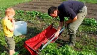 Harvesting Arugula with a Greens Harvester [upl. by Kusin651]