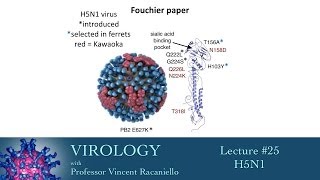 Virology 2014 lecture 25  H5N1 [upl. by Anerbas]