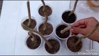 How To Grow Giloy From Cutting  Medicinal amp Health Benefits Of Giloy  Propagation Of Giloy [upl. by Airak777]