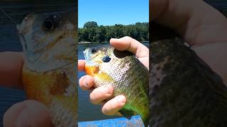 Pier fishing for bluegill [upl. by Giana]