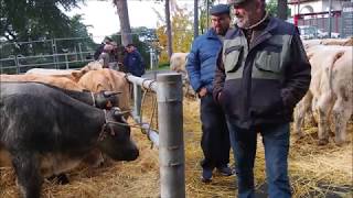 Foire de la Sainte Catherine Saint Galmier 25 novembre 2019 [upl. by Jenna]