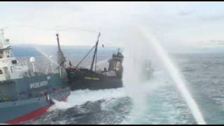 Sea Shepard boat steve irwin rams another vessel [upl. by Culhert]