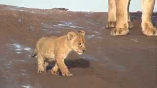 Lion Mom Imani with Cub 1  Cincinnati Zoo [upl. by Anelagna]