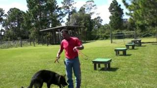 Leash Training A Six Month Old German Shepherd [upl. by Hairu]