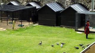 Tower of London  Yeoman Ravenmaster Part I  June 24 2010 [upl. by Yelrebmik]