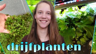 Alles over drijfplanten in het aquarium Nickey [upl. by Narej184]