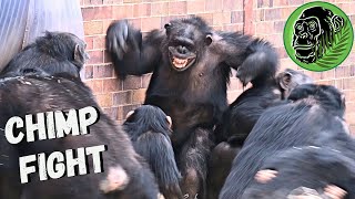 Baby Chimp In Danger As Big Female Chimp Fight Breaks Out [upl. by Mariana]