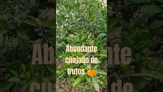 CUAJADO de FRUTOS al MÁXIMO CÍTRICOVARIEDADOKITZUshortsyoutube shortvideo reels frutas [upl. by Nnaeirrac799]