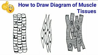 How to draw a Muscle Tissue  Straight muscles  Smooth muscles  Cardiac muscles [upl. by Neelehtak]