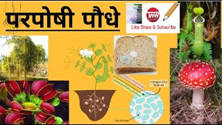 परपोषी पौधेHeterotrophic plantsपौधों में पोषण Nutrition In PlantsPart २ [upl. by Keelby39]