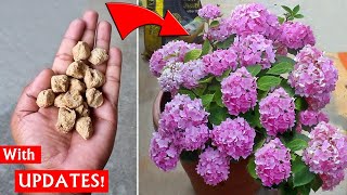 USE this human food on Hydrangea n SEE WHAT happens NEXT [upl. by Desta]