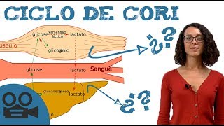 Qué es el ciclo de Cori [upl. by Artinad687]