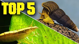 Top 5 Shrimp Snails amp Crabs for Your Aquarium [upl. by Charleton]