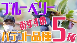 ブルーベリー・パテント品種のおすすめ5種！ 20種類以上栽培した中でのおすすめ品種！ [upl. by Erusaert]