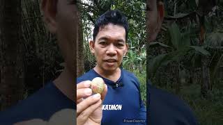 Katmon fruit also known as Dillenia Philippinensis shortsvideo shortsvideo fruit viral [upl. by Akiam]