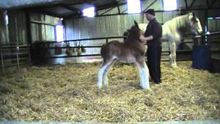 CUTEST FOAL EVER  Oak Grove Frank the Clydesdale Foal [upl. by Aelak827]