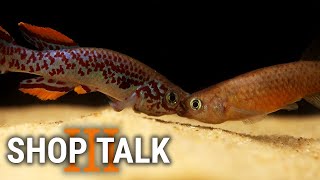 Shop Talk 3  New Fish and the Joys of Trying Too Hard [upl. by Ardnat]