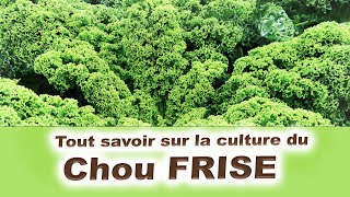 Tout savoir sur la Culture du Chou kale ou chou FRISE [upl. by Ecnarepmet]