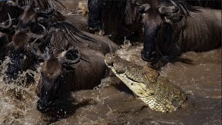 Crocodile Eats a Zebra amp Wildebeest During the Great Migration viewer discretion advised [upl. by Eizeerb]