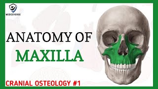 Maxilla Anatomy  Cranial osteology 1 [upl. by Inirt]