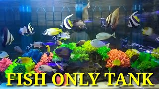 FISH ONLY TANK SAYA PENUUUUH GUYS OVERPOPULATED MARINE FISH AQUARIUM [upl. by Dacy]