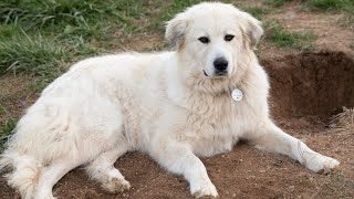 How to Address Territorial Behavior in Great Pyrenees Dogs [upl. by Asenab263]