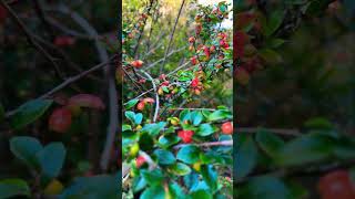 Himalayan Cotoneaster plants berries [upl. by Olcott]