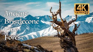 4K  Ancient Bristlecone Pine Forest Scenic Byway Inyo National Forest [upl. by Glantz]